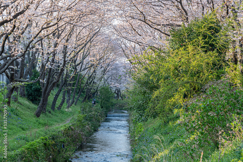 満開の桜の花, 綺麗な小川と緑の土手