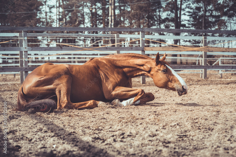 portrait of happy young chestnut budyonny gelding horse laying in sand in paddock in warm spring daytime portrait of happy young chestnut budyonny gelding horse laying in sand in paddock in warm spring daytime