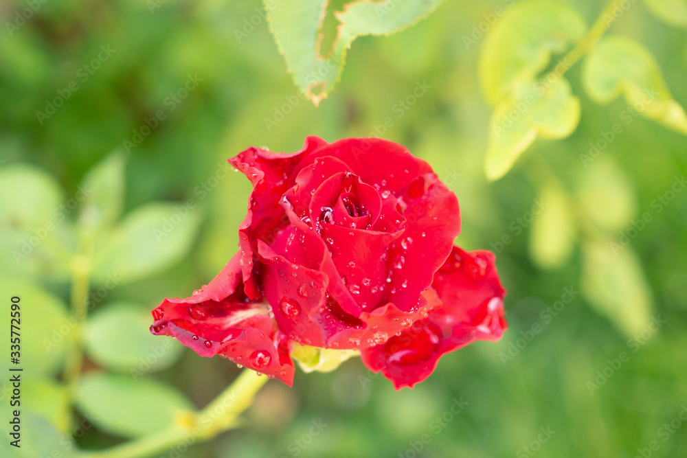 Beautiful red roses flower in the garden Beautiful red roses flower in the garden