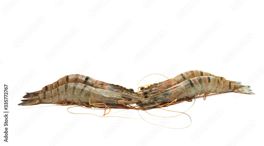 shrimp isolated