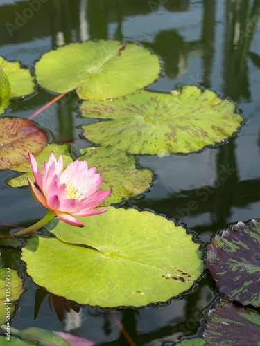 水辺で咲く熱帯睡蓮 アルベルト グリーンバーグのピンク色の花