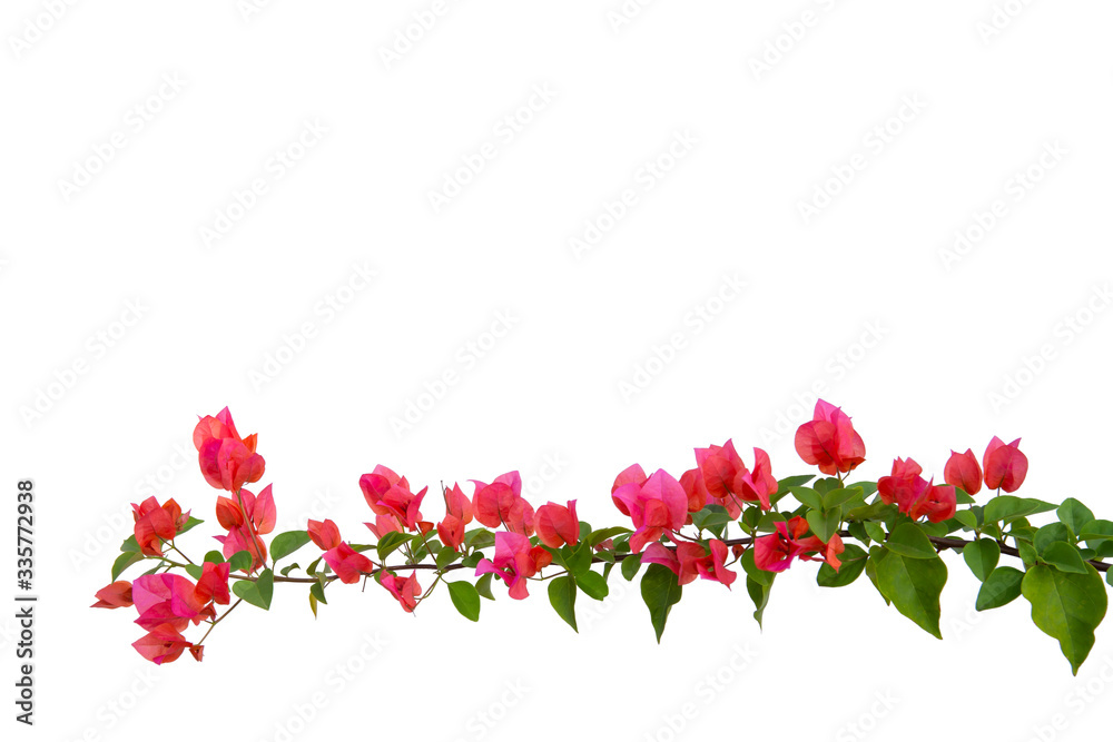 Bougainvilleas isolated on white background. Paper flower .  Save with Clipping path .