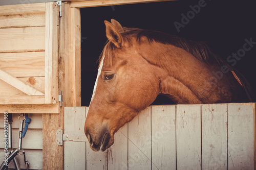 Fototapeta Naklejka Na Ścianę i Meble -  portrait of young trakehner chestnut mare horse looking out from stall daytime