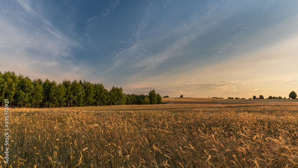 Obraz premium Pola w promieniach zachodzącego słońca