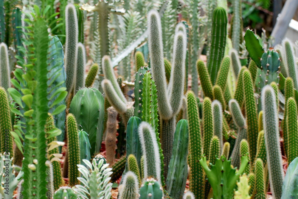Fresh Green Cactus plant texture at cactus farm or call Pilosocereus is a genus of cactus. Green nature Houseplant gardening backdrop and beautiful detail Fresh Green Cactus plant texture at cactus farm or call Pilosocereus is a genus of cactus. Green nature Houseplant gardening backdrop and beautiful detail