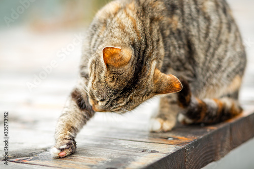 A brown tabby cat sits on a wooden porch and licks its paw. The concept of Pets and their care