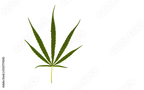 One cannabis leaf on a white background