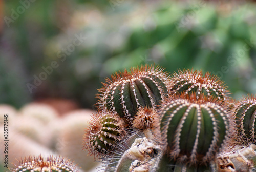 British crown cactus at cactus farm or call Uebelmannia pectinifera.Tropical Plant backdrop and beautiful detail with copy space photo