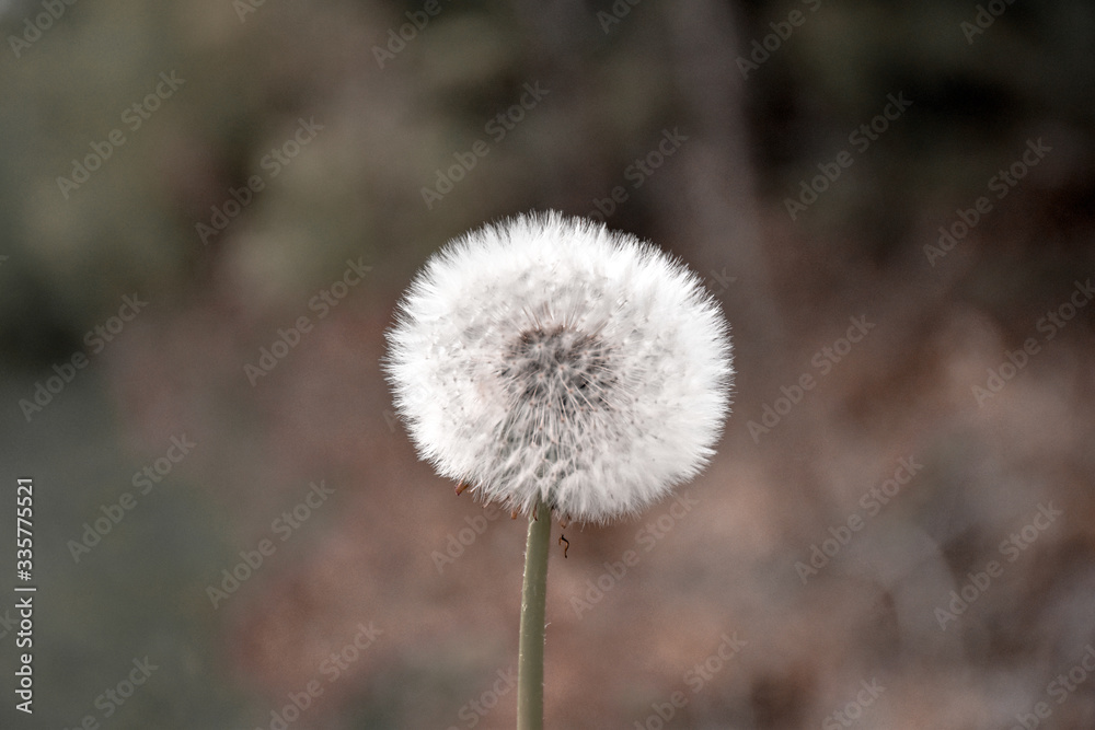 Pusteblume verschwommener Hintergrund