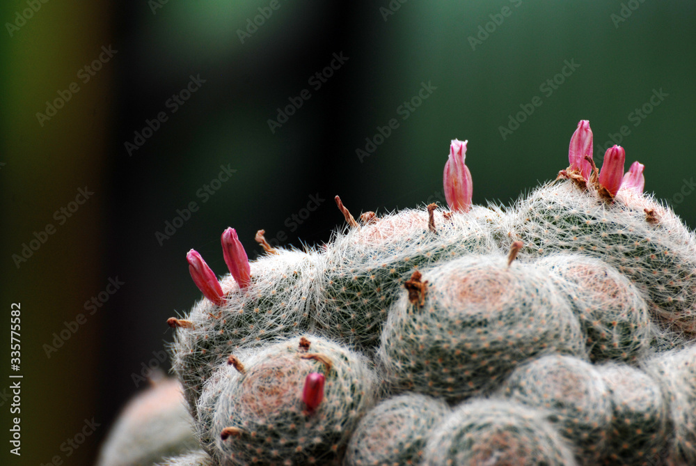 White cactus and red cactus flower with blurred background at cactus farm or call Mammillaria albilanata with blurred background