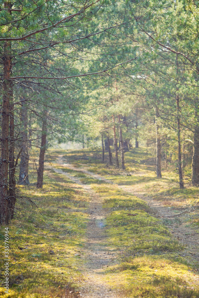 Obraz premium Leśna droga