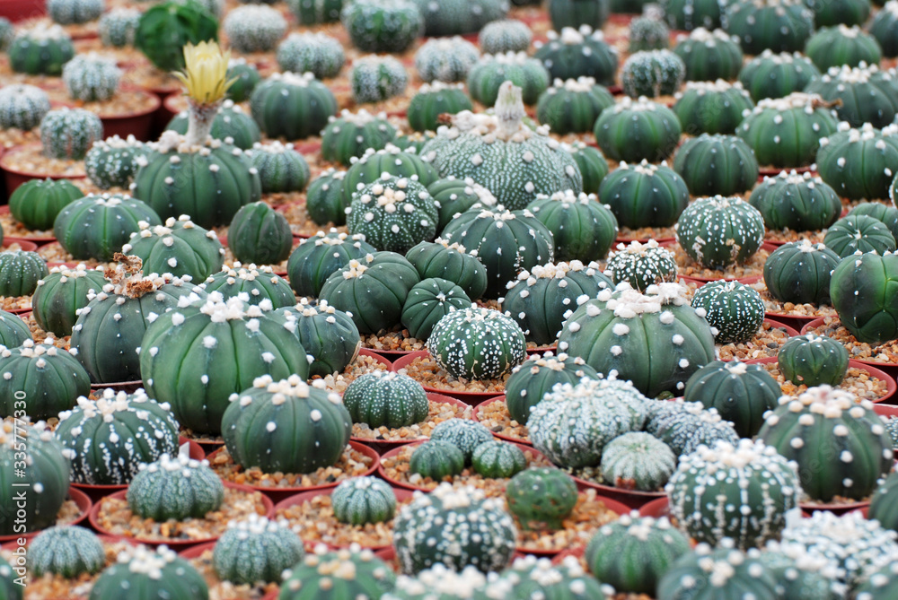 Green Cactus or call Astrophytum asterias at Cactus farm minimalist patterns - for Home Decor - Green nature background Green Cactus or call Astrophytum asterias at Cactus farm minimalist patterns - for Home Decor - Green nature background