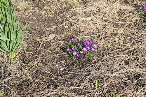 spring crocus flowers