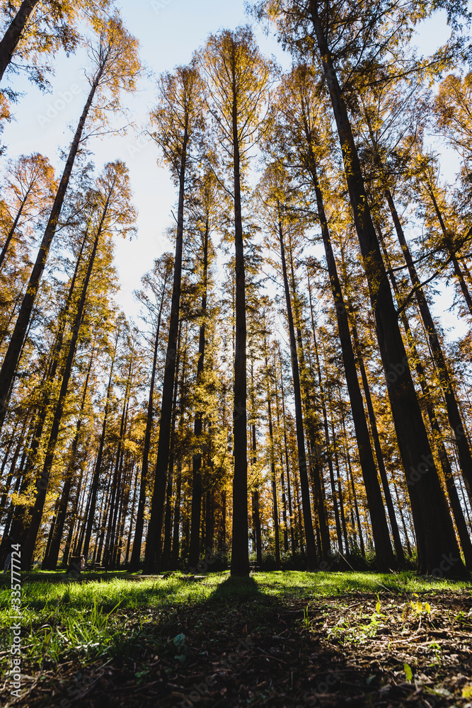 Fototapeta premium メタセコイア並木のある公園で