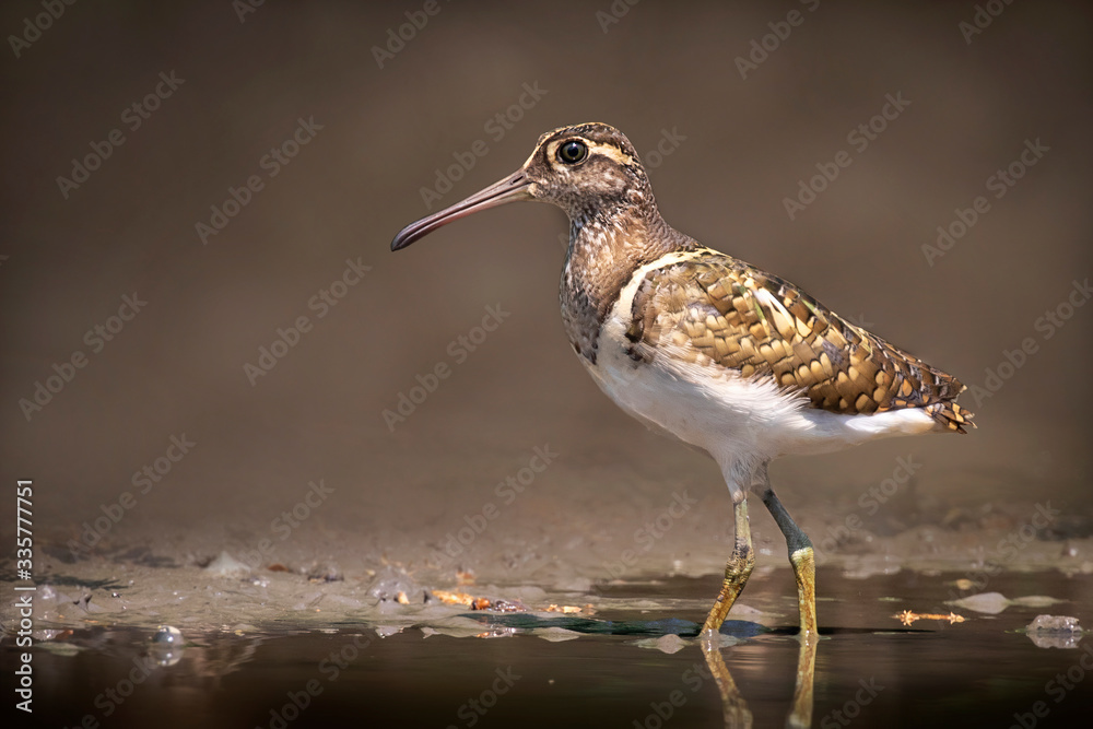 Φωτογραφία Image of Greater Painted-snipe bird(Rostratula benghalensis) looking for food in the swamp on nature background