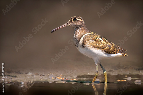 Image of Greater Painted-snipe bird(Rostratula benghalensis) looking for food in the swamp on nature background. Bird. Animals. photo