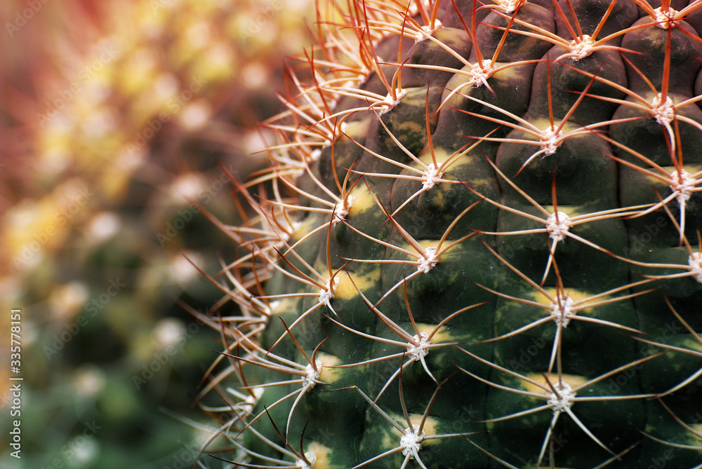 Nature Macro Cactus isolated blurred black Background. The genus Mammillaria is one of the largest in the cactus family. Nature Macro Cactus isolated blurred black Background. The genus Mammillaria is one of the largest in the cactus family.