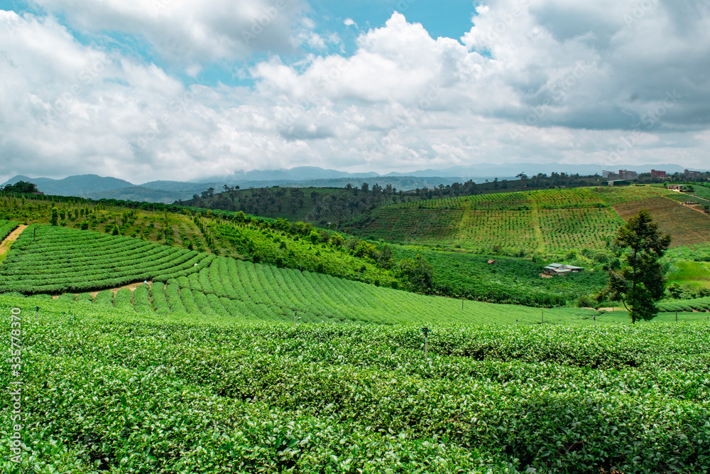 Tea plantation vietnam