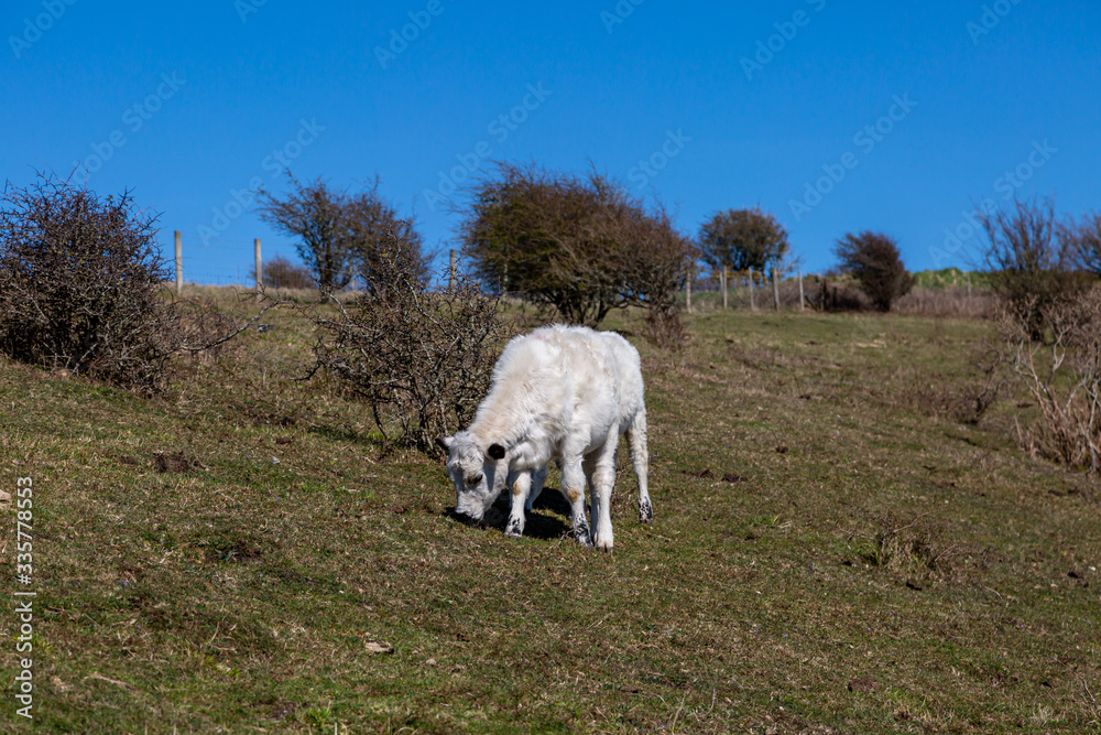 Fototapeta premium A calf grazing in the spring sunshine in the South Downs
