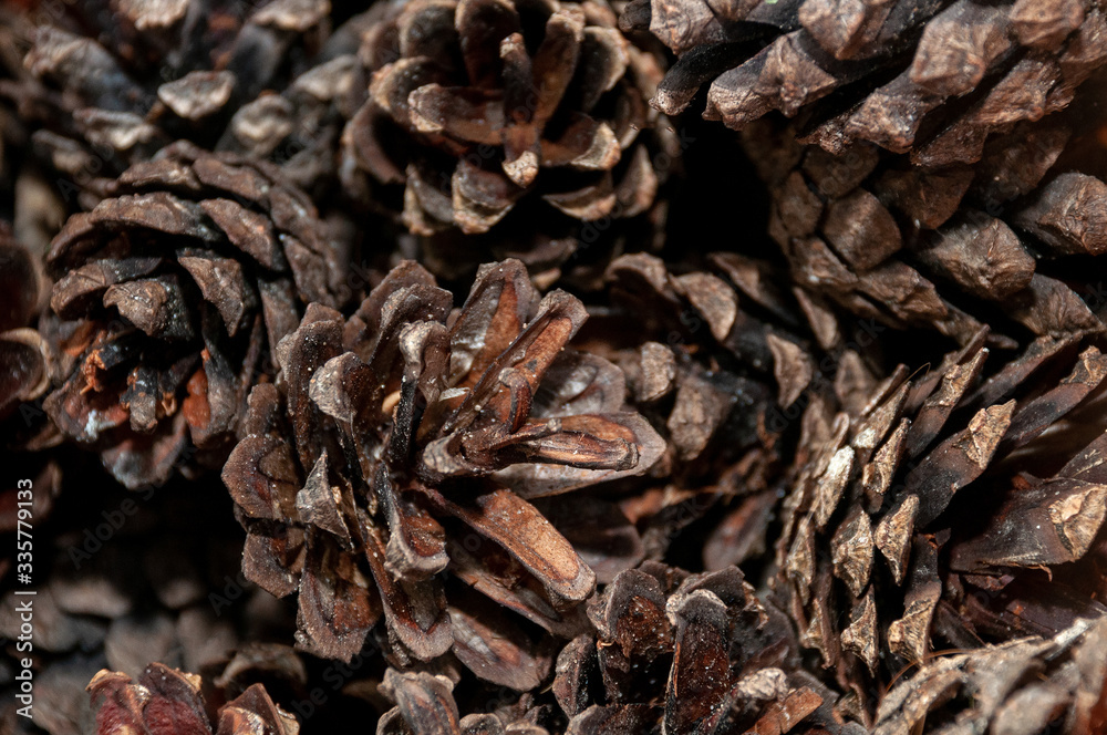Pine cones lie a lot with a beautiful texture or background Pine cones lie a lot with a beautiful texture or background