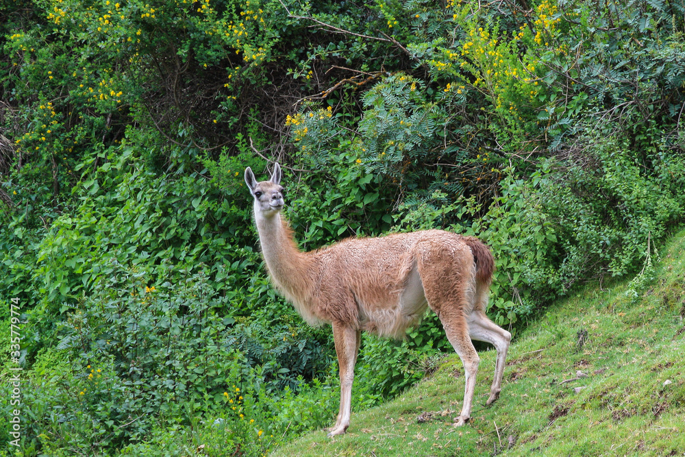 guanaco guanaco