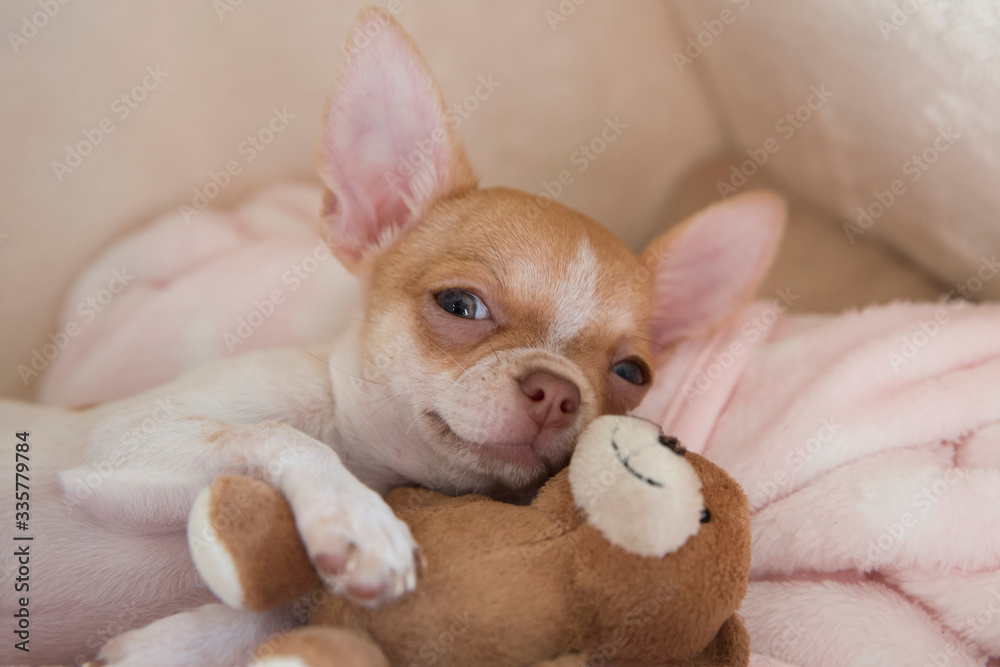 A mini chihuahua puppy is playing with a teddy bear in his bed. Puppy is two months old. The dog is smiling. The dog hugs a teddy bear. 