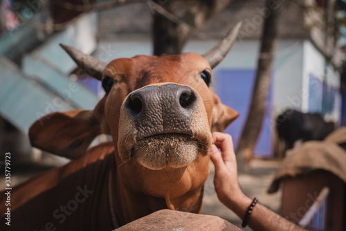 Billede på lærred Cow portrait