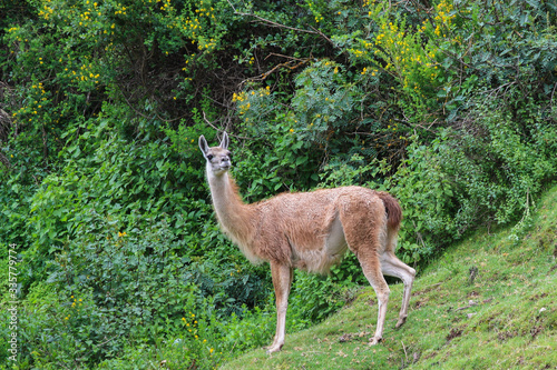 guanaco