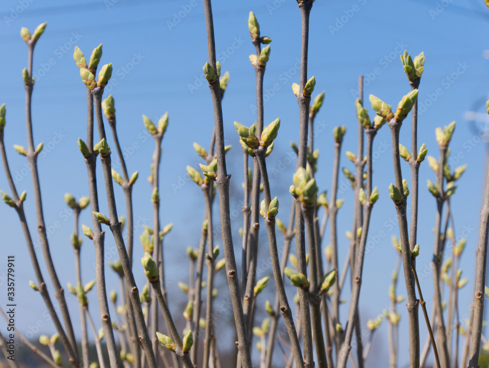 Obraz premium wiosenne pąki