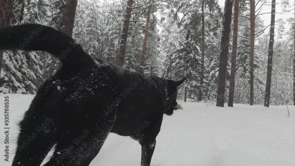 shot of a running dog in a winter forest. black dog labrador retriever wags its tail shot of a running dog in a winter forest. black dog labrador retriever wags its tail