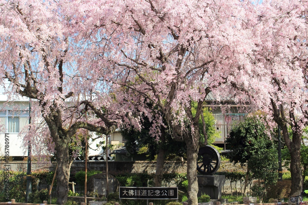 大仏鉄道記念公園の桜 大仏鉄道記念公園の桜