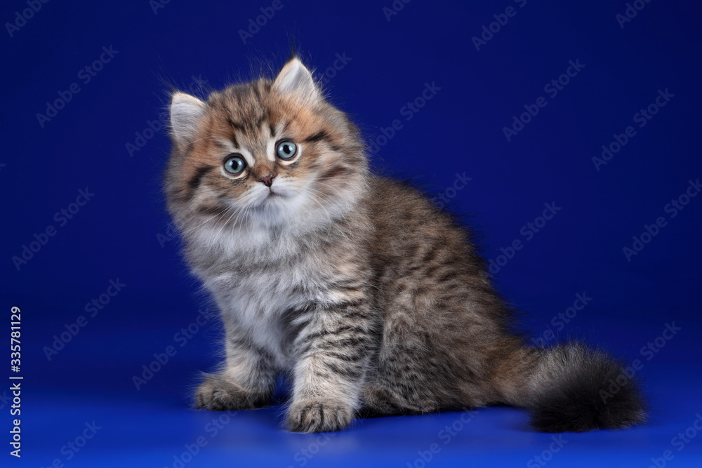 Cute fluffy scottish kitten sitting on a blue background