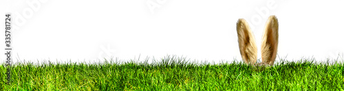 Osterhase in einer Grünen Wiese Banner