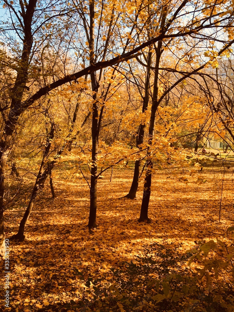 Fototapeta premium autumn in the park