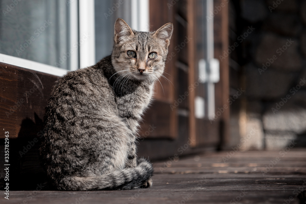 Street cat walks on the wooden floor of the veranda