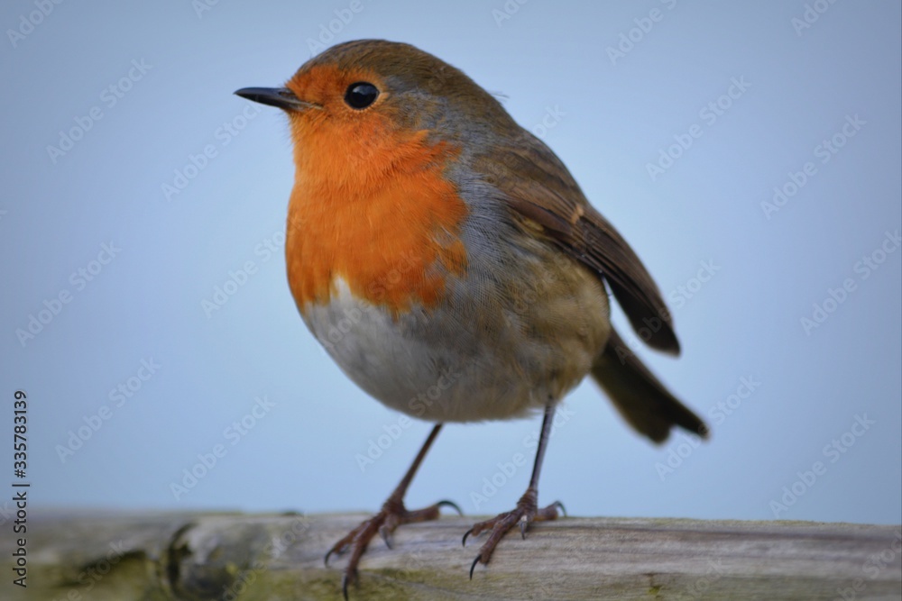 Fototapeta premium robin on a branch