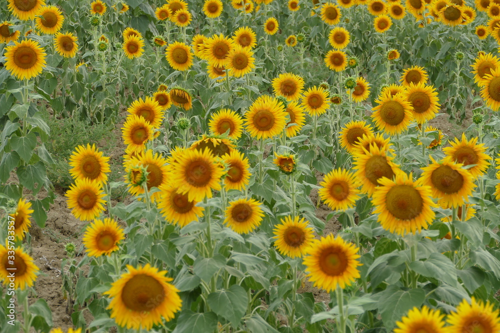 sunflower, flower, field, yellow, summer, nature, agriculture, sunflowers, flowers, green, plant, garden, sun, floral, blossom, beauty, beautiful, spring, bright, leaf, natural, flora, colorful, growt sunflower, flower, field, yellow, summer, nature, agriculture, sunflowers, flowers, green, plant, garden, sun, floral, blossom, beauty, beautiful, spring, bright, leaf, natural, flora, colorful, growt