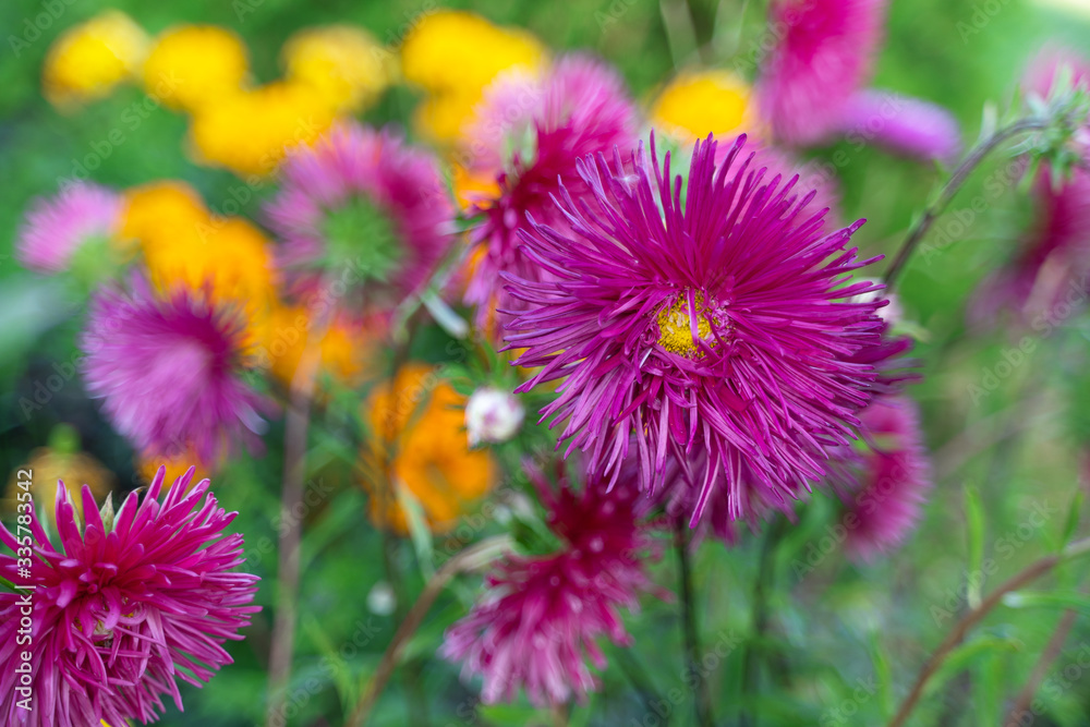 Pink asters on flowerbed. Garden decorative flowers