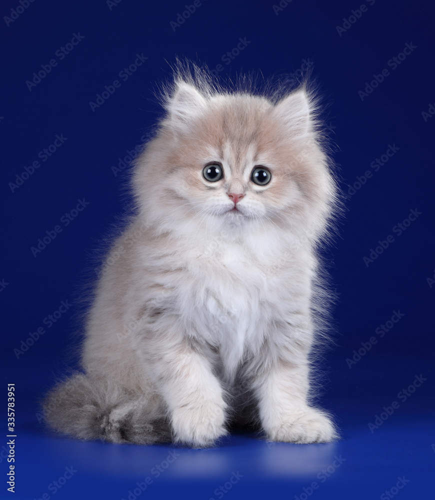 Cute fluffy scottish kitten sitting on a blue background