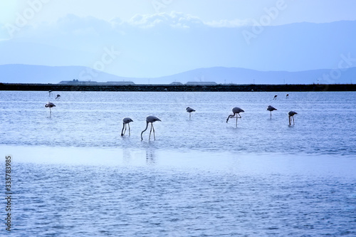 Flock of flamingos on their migration stop on the pond close to city, evening hours, looking for food