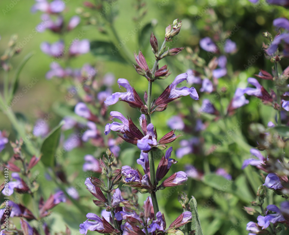 Close up beautiful blue Sage, Salvia officinalis in the sunny day. Medicinal plants, herbs in the garden. Concept of healthy nutrition.