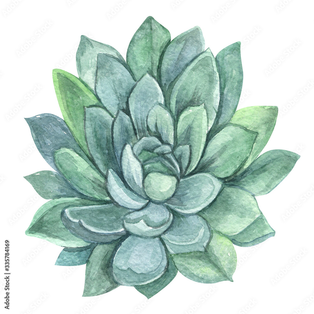 Watercolor different succulents isolated on white background. Natural floral illustration for design, print, fabric or background Watercolor different succulents isolated on white background. Natural floral illustration for design, print, fabric or background