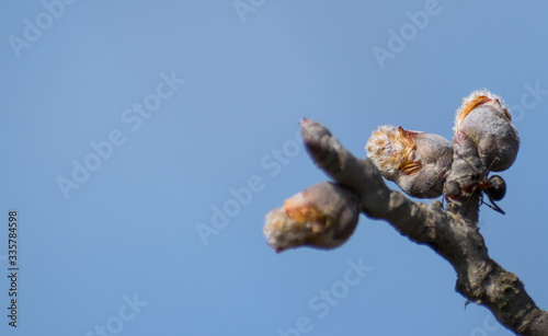Spring, tree buds and an ant. Blue sky. Copy space