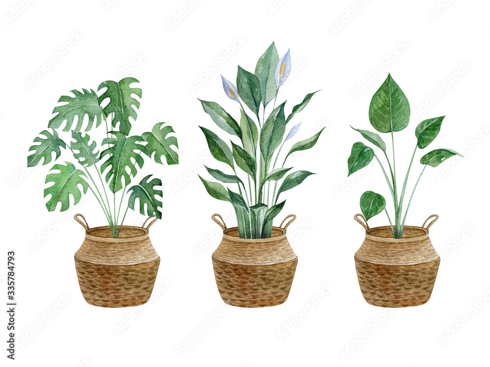 Fototapeta premium Watercolor hand painted house green plants in flower pots. Set of floral elements isolated on white. Decorative greeny collection perfect for print, poster, card making and scrapbooking design