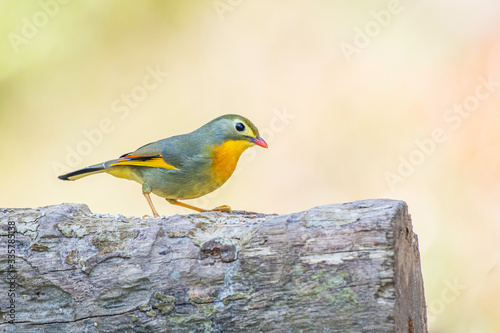 The Red-Billed leiothrix 