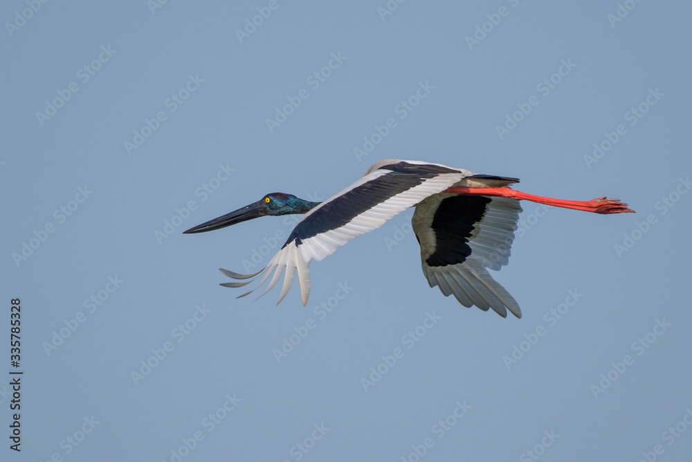 The Black-necked stork The Black-necked stork