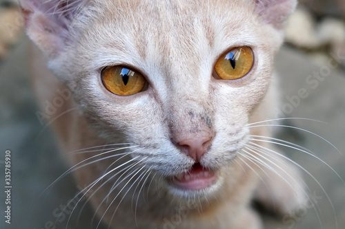Animal scene - Closeup face of pretty yellow Cat