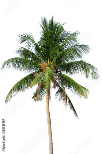 A Coconut tree on isolated white background © Sathaporn