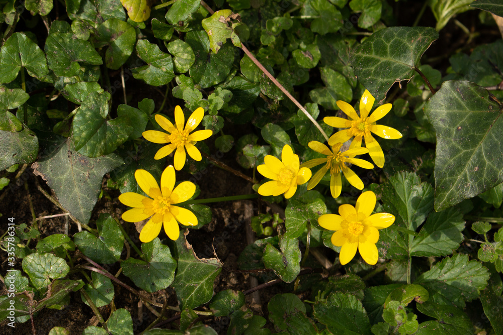yellow celandine flowers with ivy leaves