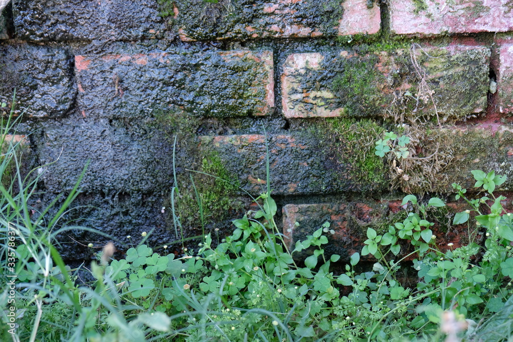 Fototapeta premium brick wall moist moss green leaves damp